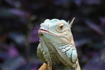 iguane