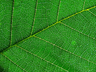 dark-green leaf