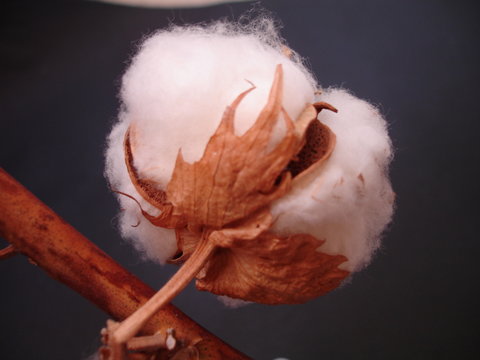 FLEUR DE COTON