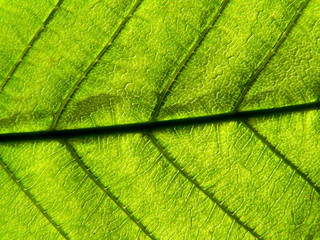 Fototapeta na wymiar light-zielony liść