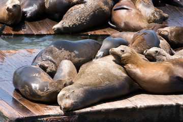 Sea lions launching