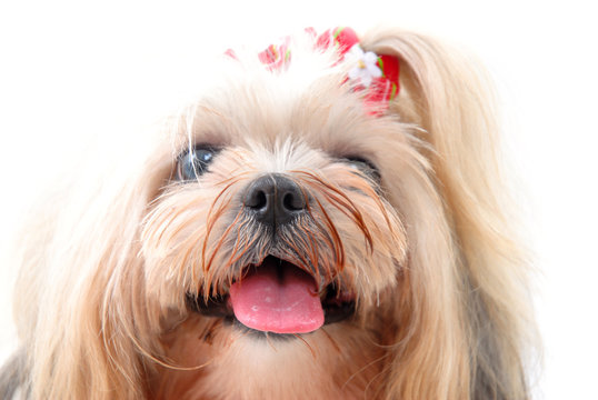 Pet Portrait