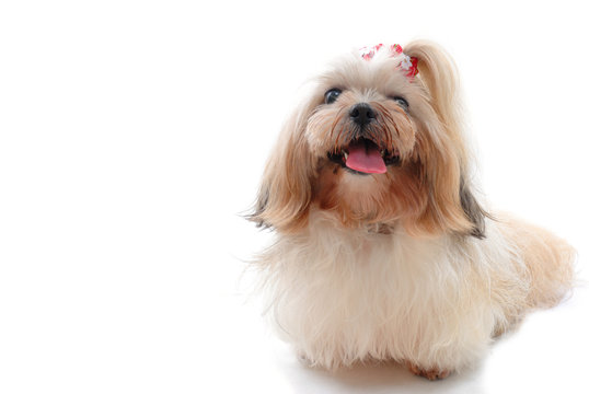 Pet on white