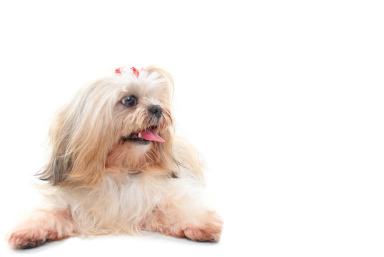 Dog on white