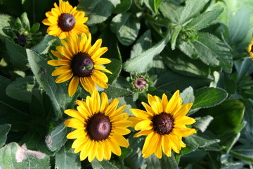 Sunflowers