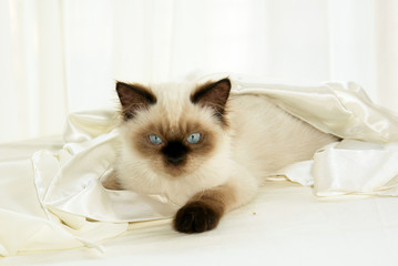 cat in cloth