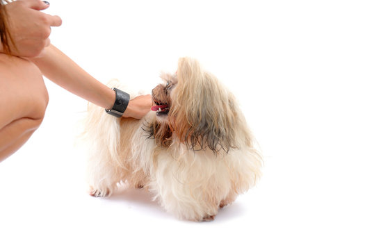 Pets Care