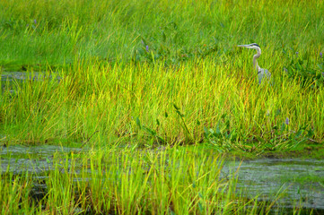 heron2
