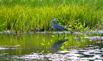 heron1
