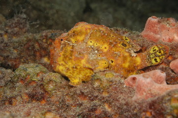 Naklejka na ściany i meble Longlure frogfish, Bonaire