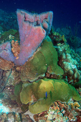 Azure vase sponge underwater in Bonaire.