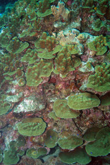 Shelf corals, Bonaire.