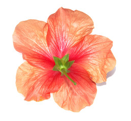 hibiscus verso