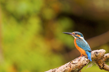 Kingfisher(alcedo atthis)