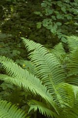 Ferns in the natural forest