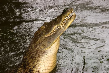 Fototapete Krokodil Nile crocodile (Crocodylus niloticus) 