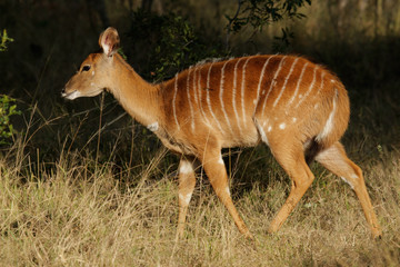 Nyala antelope (Tragelaphus angasii)