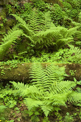 Ferns in the natural forest
