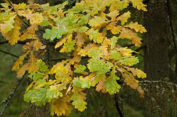 Autumnal Oak leaves