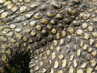 Crocodile, closeup, skin