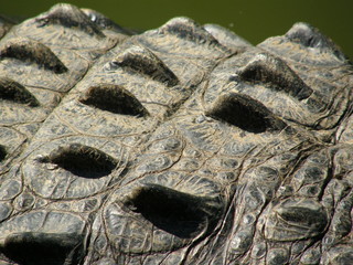 Crocodile, closeup, skin