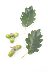 acorns