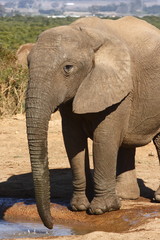 Fototapeta na wymiar Elephant calf at a waterhole