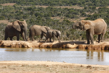 Elephant family drinking © bondsza