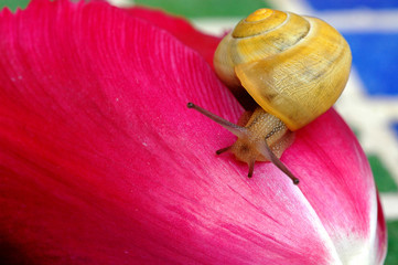 Schnecke 4