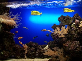 hover fish