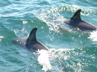 dauphins