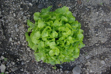 salade du jardin