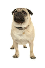 pug over white