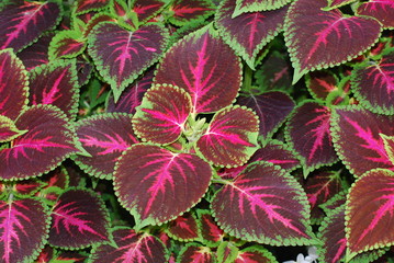 croton leafs © Linas Lebeliunas