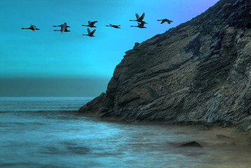Ducks flying over the ocean - obrazy, fototapety, plakaty