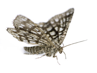 Moth