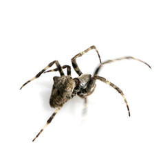 Spider running
