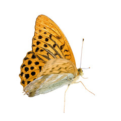 Fototapeta premium Silver Washed Fritillary Butterfly