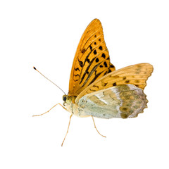 Silver Washed Fritillary Butterfly