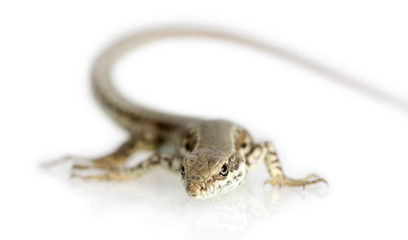 Italian wall lizard