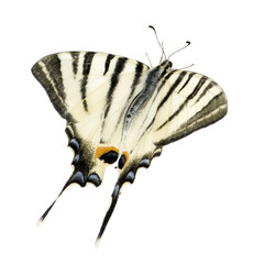 Obraz premium Swallowtail Butterfly