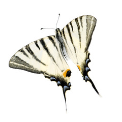 Swallowtail Butterfly