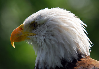Bald eagle