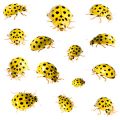 collection of 22 spot ladybird in different positions