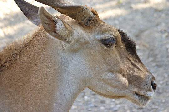 Antilope