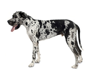 Great Dane HARLEQUIN