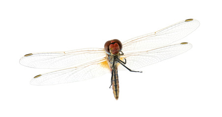 Drangonfly - Sympetrum fonscolombei