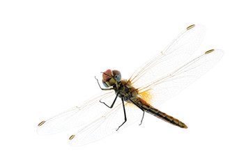 Drangonfly - Sympetrum fonscolombei