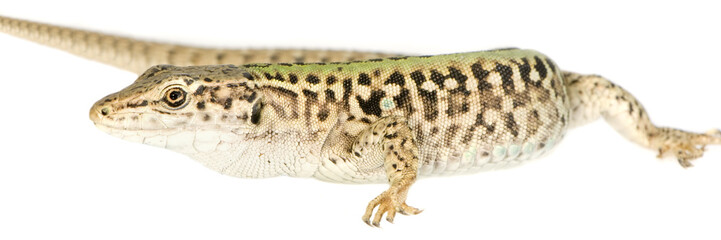 lizard