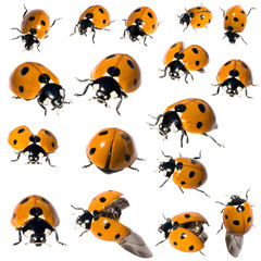 Fototapeta premium 7 spot ladybird in different positions